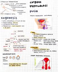 Beberapa wahana baru taman seroja akan menarik. Clear Indonesia On Twitter Sistem Reproduksi Manusia Biologi Kelas 9 Terdiri Dari 9 Halaman Yg Bakal Menjelaskan Pembelahan Sel Organ Reproduksi Hingga Penyakit Https T Co Ezohptr7ui