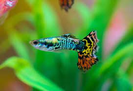 For small planted tanks, zebra danios are one of the easiest fish to keep and care for because they are small and tolerant of changing water conditions. 11 Awesome Freshwater Fishes For Your Home Aquarium