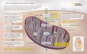 The difference is that plants also have chloroplasts that perform photosynthesis. Cellular Respiration National Geographic Society