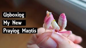 The orchid mantis (hymenopus coronatus) is a stunning insect which is a perfect example of evolved camouflage. Unboxing New Pets Orchid Mantis Giant Dead Leaf Mantis Youtube