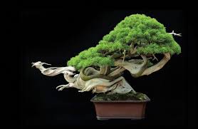 framed print japanese bonsai tree picture poster art garden flowers japan ebay home garden indoor japanese bonsai tree bonsai plants bonsai tree types