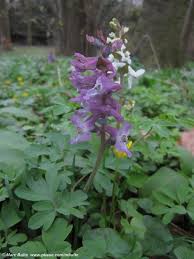 Image result for Corydalis mildbraedii