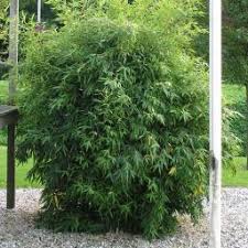 Daher können diese bambusse sicher ohne jede rhizomsperre im garten gepflanzt werden. Bambus Pflanzen So Gehts Gartner Potschke