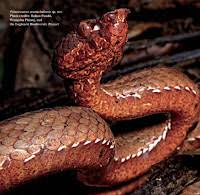 Image result for Crepidorhopalon schweinfurthii