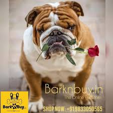 English Bulldog S Are So Cute That You Love Them Blindly Barknbuy In We Deliver All Over Navi Mumbai Panvel Order Now 983 Online Pet Store Pet Store Pets