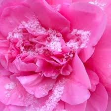 What Snow In London Looks Like Snowflakes On A Camellia Flower That Is Confused And Doesn T Realise How Cold It Is Ou Flowers Beautiful Flowers Garden Lovers