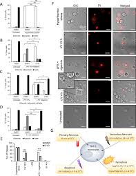 What's the difference between apoptosis and pyroptosis? Analysis Of Extracellular Vesicles Generated From Monocytes Under Conditions Of Lytic Cell Death Scientific Reports