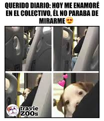 Amor A Primera Vista Amor Perruno Perros Frases Fotos De Animales