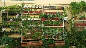 22 gambar inspirasi kebun sayur belakang rumah. Kebun Tepi Rumah Bawa Keceriaan Zonasuri