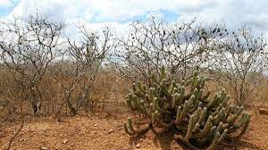 Check spelling or type a new query. Sertao Nordestino Por Dentro Da Regiao E Suas Peculiaridades