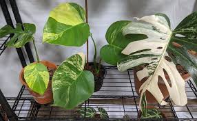 Get the best deals on monstera houseplants. Monstera Aurea And Monster Albo Rarehouseplants