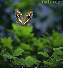 Image result for Limenitis populi