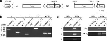 Check spelling or type a new query. Protection Of Human Colon Cells From Shiga Toxin By Plant Based Recombinant Secretory Iga Scientific Reports