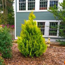 Image result for Heywoodia