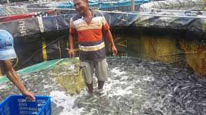 Panen Lele Biofloc Youtube