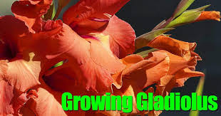 How to plant gladiolus planting in the garden: How To Tips On Digging Planting And Growing Gladiolus Bulbs