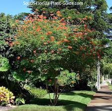 Cleaning up seedpod debris regularly from the ground under the tree helps limit that problem. Dwarf Poinciana Tree