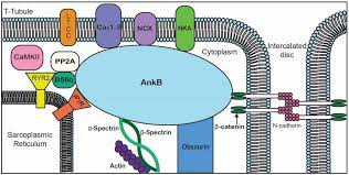 Biomolecules | Free Full-Text | Mechanisms and Alterations of Cardiac Ion  Channels Leading to Disease: Role of Ankyrin-B in Cardiac Function