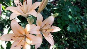 However, neither the calla lily (zantedeschia spp.) nor the daylily (hemerocalis spp.) are true lilies. Uncovering The Many Faces Of The Beautiful Lily Floraqueen
