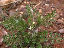 Image result for Carrichtera annua