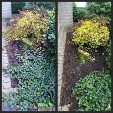 Sogar Efeu Kann Mit Der Richtigen Pflege Unter Kontrolle Wachsen Efeu Gartenbeet Beet Beetpflanzen Zurecht Grigorov Gartner K Gartenbeet Beetpflanzen Und Efeu