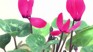 Blooming Cyclamen Time Lapse Youtube