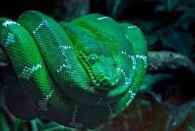 Green And Black Snake Skin Print Textile Dark Green Aesthetic Green Aesthetic Slytherin Aesthetic