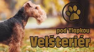 Image result for velšteriér