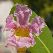 Image result for Tabebuia heterophylla
