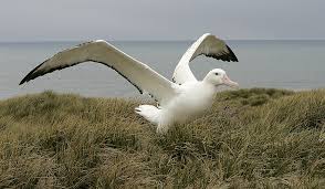 We did not find results for: Wandering Albatros Feel Upwind Polarjournal