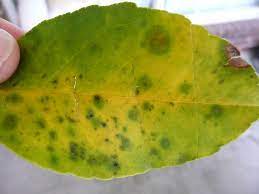 Le temperature sono più elevate, il caldo è più torrido, non bisogna dimenticare di innaffiare con regolarità. Che Cos Ha Questo Limone Aloni Gialli Macchie Brune Sulle Foglie Un Quadrato Di Giardino