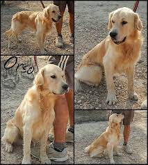 Ina freundliche sensible hündin sucht. Golden Retriever Orso Rude Zuhause Gefunden Hundepfoten In Not E V Happy Ends Archiv Von Zergportal De