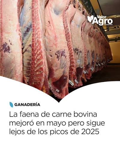 🐄📊 La faena bovina mostró una recuperación durante mayo y superó en casi un 10% los niveles de abril. Sin embargo, la actividad de los frigoríficos continúa por debajo de la registrada
