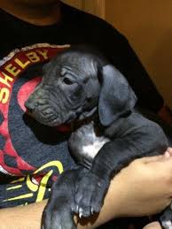 Great danes are the world's biggest lapdogs. Great Dane Puppies For Sale In Dallas Texas Classified Americanlisted Com