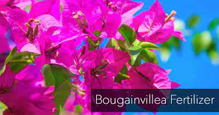 I give my 5 top tips on how to increase l. What Is The Best Bougainvillea Fertilizer