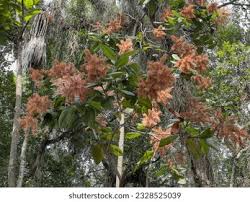 Image result for Triplaris americana