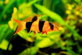 Ikan air tawar ini terkenal dengan gizinya, terutama karena kaya fosfor. Ini Dia 13 Jenis Ikan Hias Air Tawar Yang Mudah Dipelihara