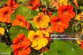 Image result for Tropaeolaceae