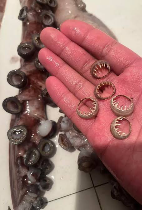 The razor-sharp chitinous rings lining a giant squid's tentacles, do AI tạo