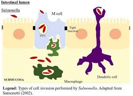Salmonella infection (salmonellosis) is a common bacterial disease that affects the intestinal tract. Scielo Brasil I Salmonella I Spp In The Fish Production Chain A Review I Salmonella I Spp In The Fish Production Chain A Review