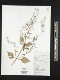 Image result for Isodon ramosissimus