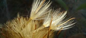 Image result for Pleiotaxis