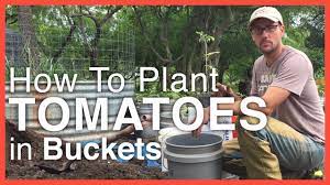 So easy, in fact, that this clip can present a complete overview of the process in about 7 minutes' time. How To Plant Tomatoes In Buckets Youtube
