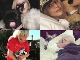 At the time, she named the puppy cowpig and moopig before naming it gustav. New Video Of Lady Gaga Dog Abduction Shows Shooting And Getaway