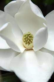 Spring Pirouettes Magnolia Photograph Mysteriously By Amanda Barcon Flowers Beautiful Flowers White Flowers