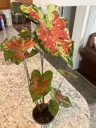 Image result for Caladium