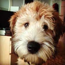 Soft Coated Wheaten Terrier Teddy Bear Cut Discount 58 Off Www Pegasusaerogroup Com