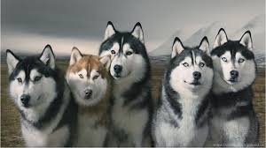 We did not find results for: Siberian Husky Puppy Wallpapers 1080p Pomsky Dog Hd Siberian Resimkoy Desktop Background