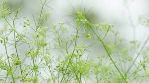 Image result for Apium leptophyllum