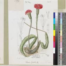 Image result for Kleinia sp.no.1